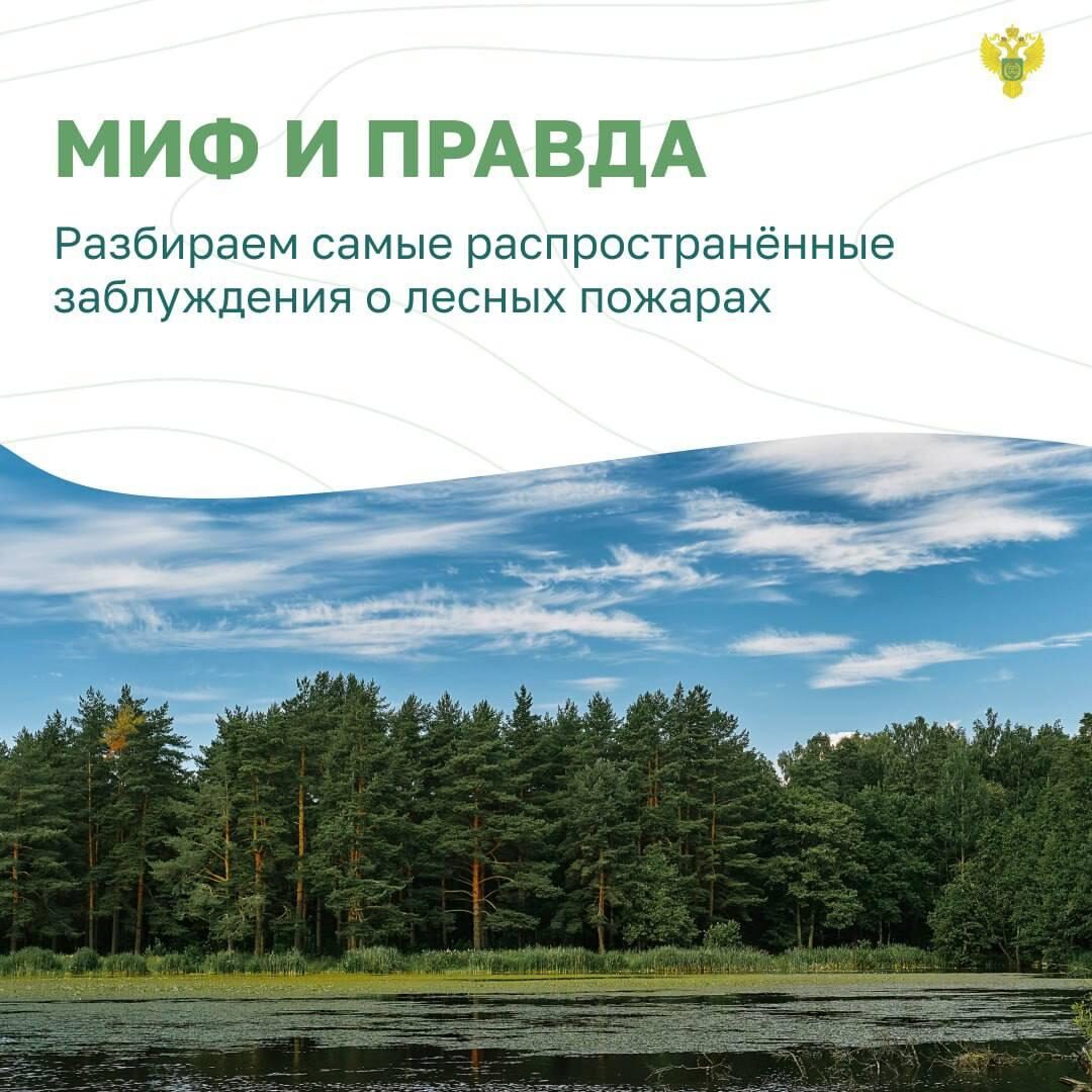 Саратовской области запретили разводить костры в лесах..