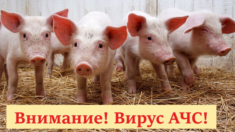 Внимание!!! Вирус АЧС!!!. Внимание!!! Вирус АЧС!!!.