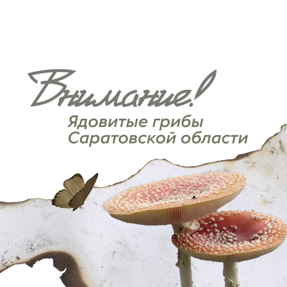 Осторожно: ядовитые грибы!. Осторожно: ядовитые грибы!.