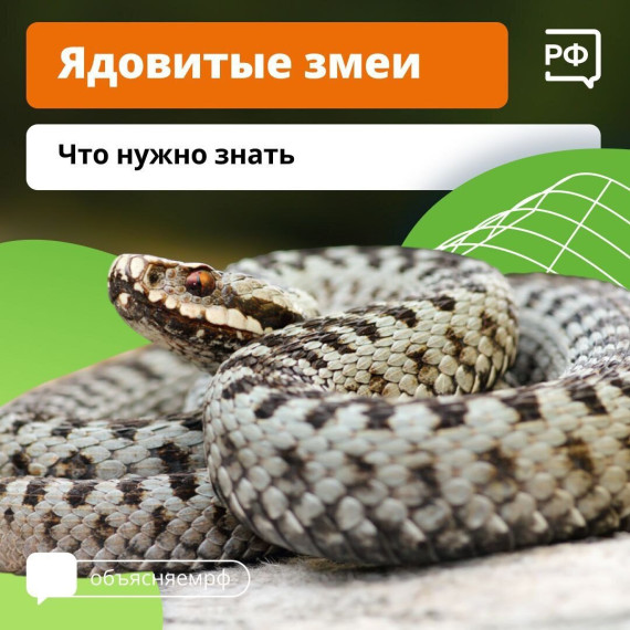 Как защитить себя и близких от укуса гадюки.. Как защитить себя и близких от укуса гадюки..