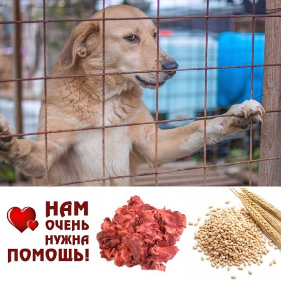 Нужна помощь приюту для собак "Мартин". Нужна помощь приюту для собак "Мартин".